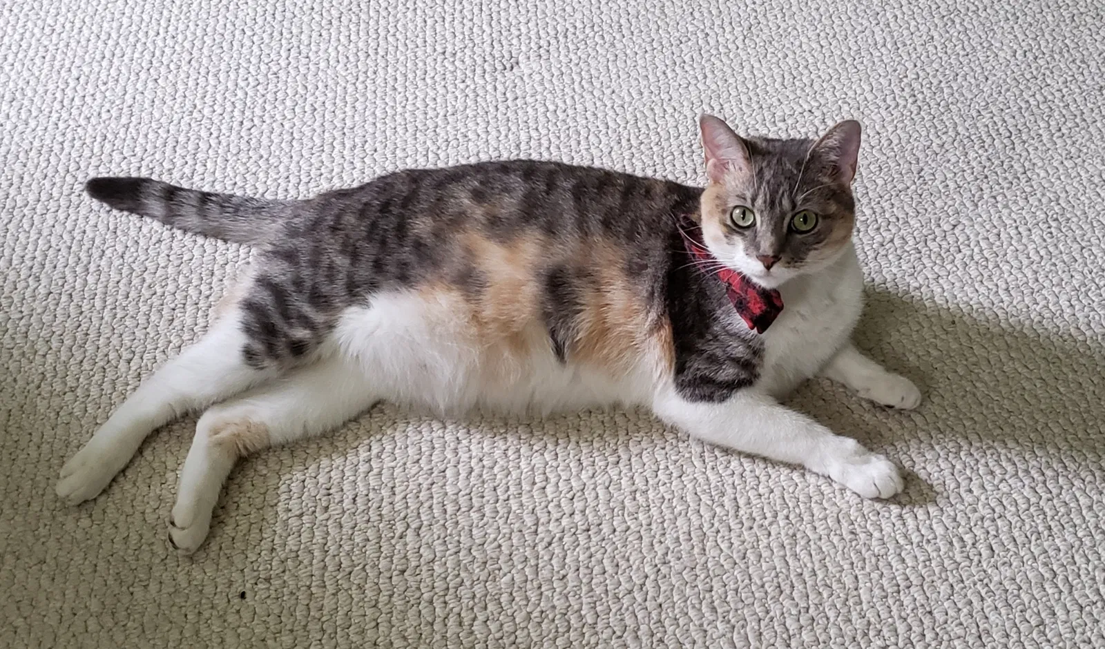 Lost cat in Duluth, GA, 30096