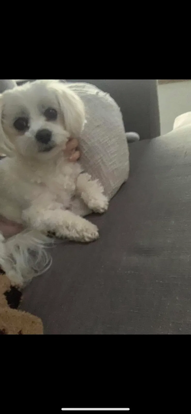 Lost dog in Edmonds, WA, 98026