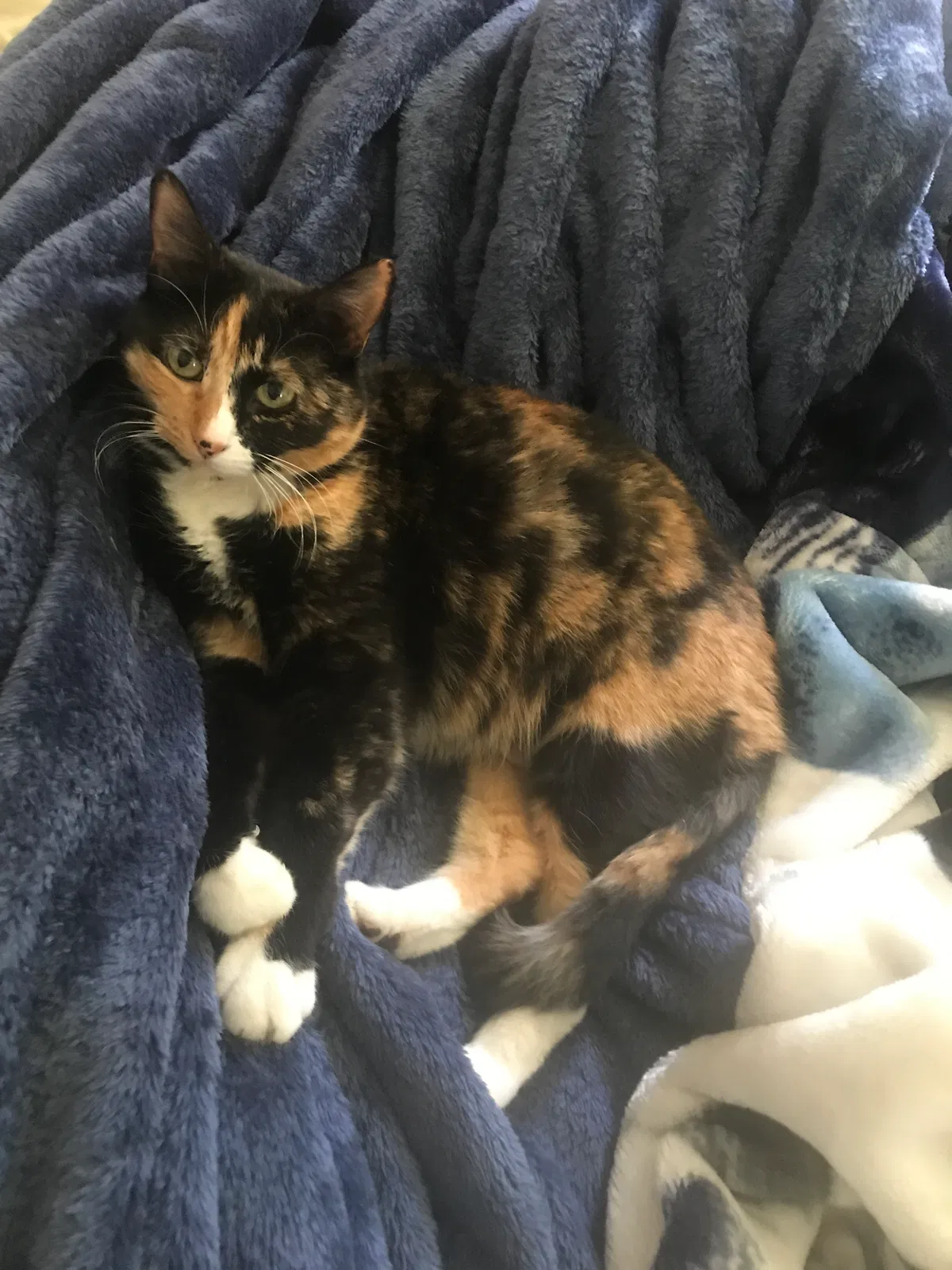 Lost cat in Lacey, WA, 98503