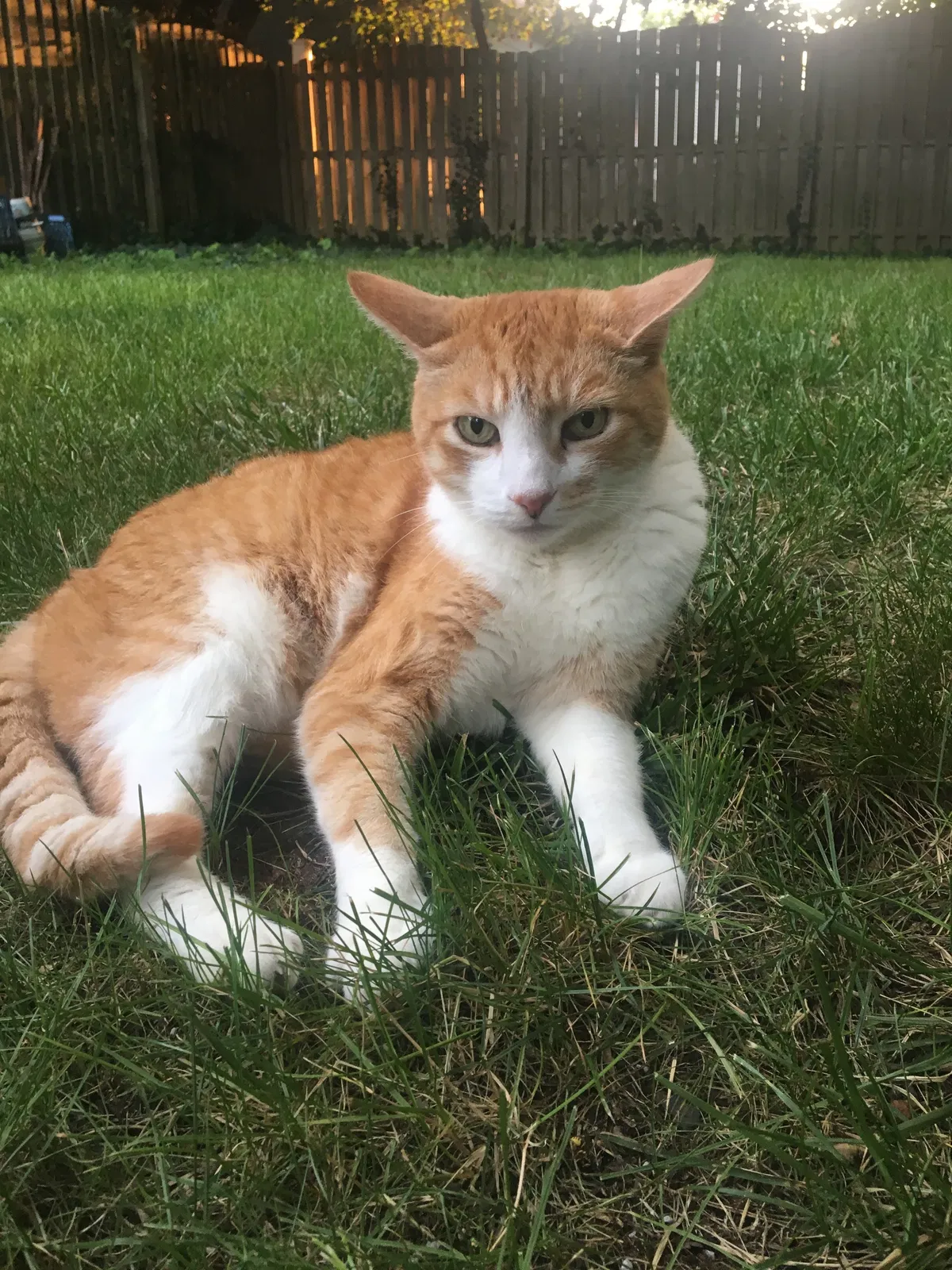Lost cat in Toms River, NJ, 8757