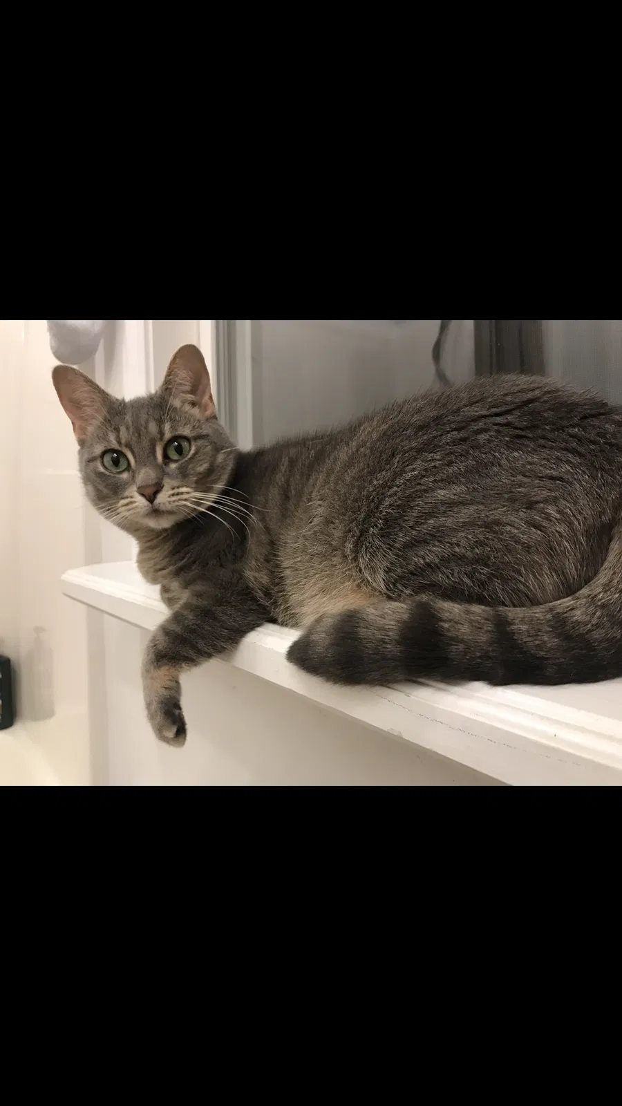 Lost cat in Blacksburg, VA, 24060