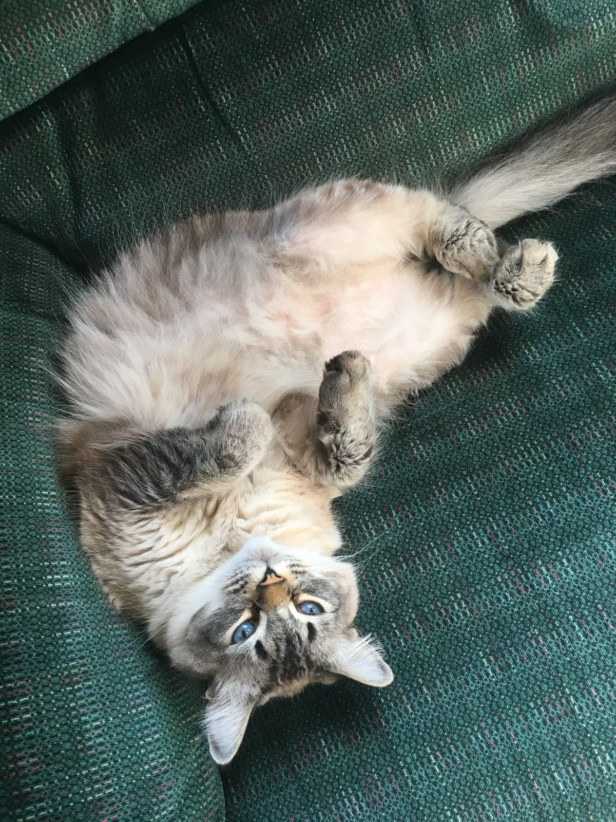 Lost cat in Springfield, OR, 97477