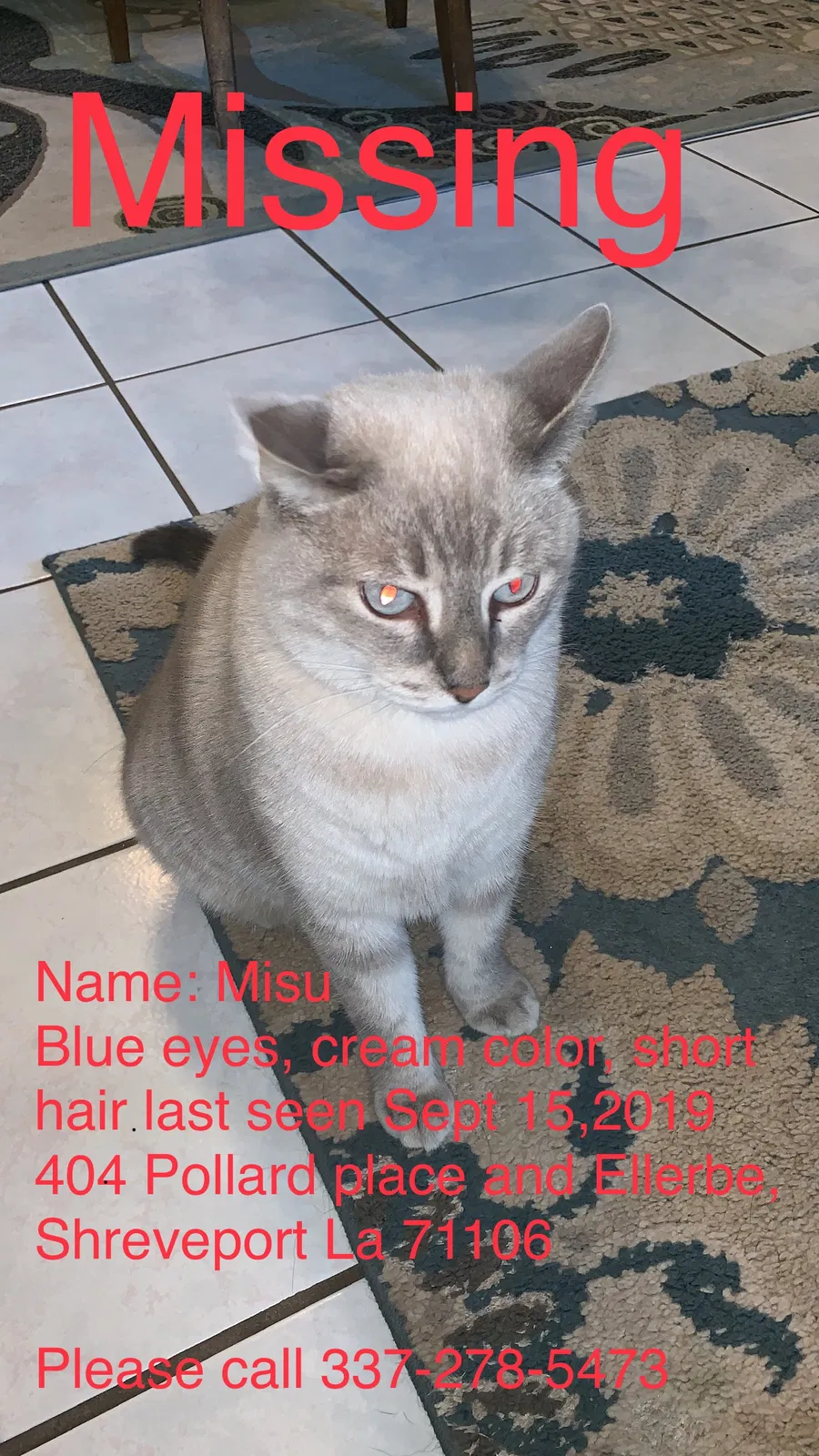 Lost cat in Shreveport, LA, 71106