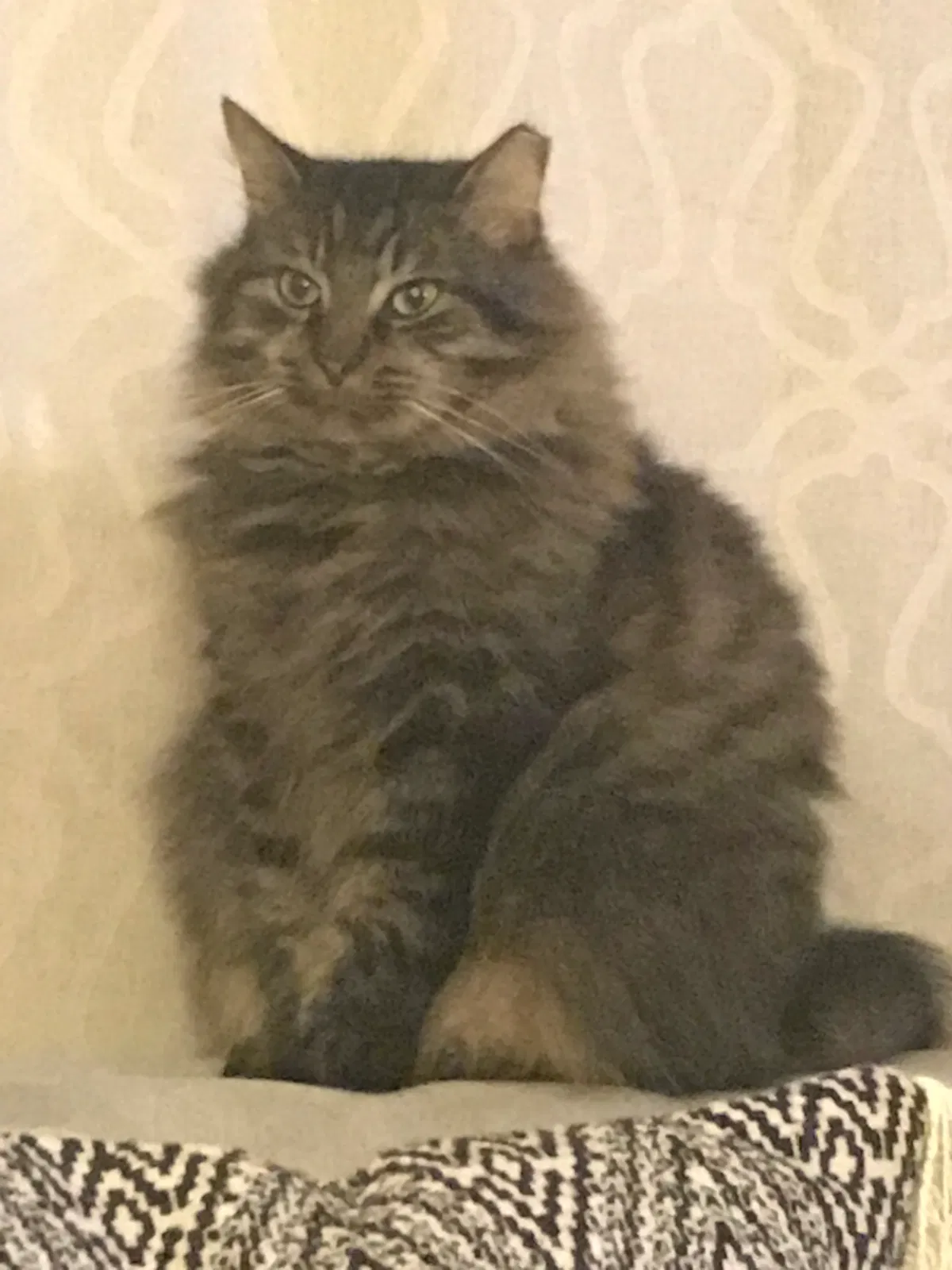 Lost cat in Milwaukee, WI, 53203