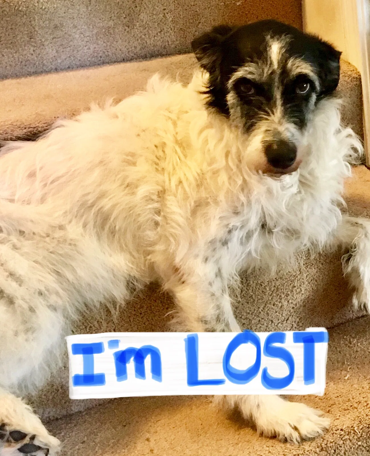Lost dog in Kansas City, MO, 64118