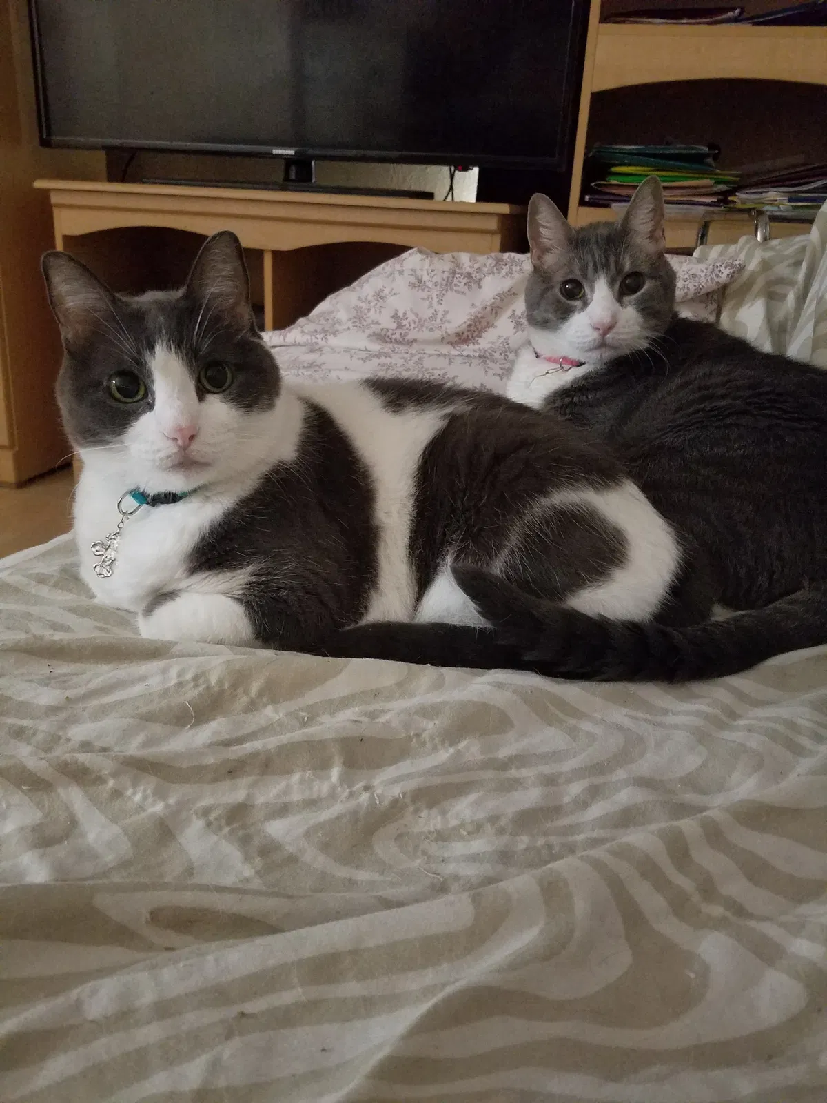 Lost cat in Garland, TX, 75040