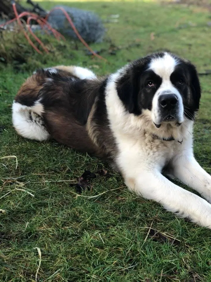 Lost dog in Oakville, WA, 98568
