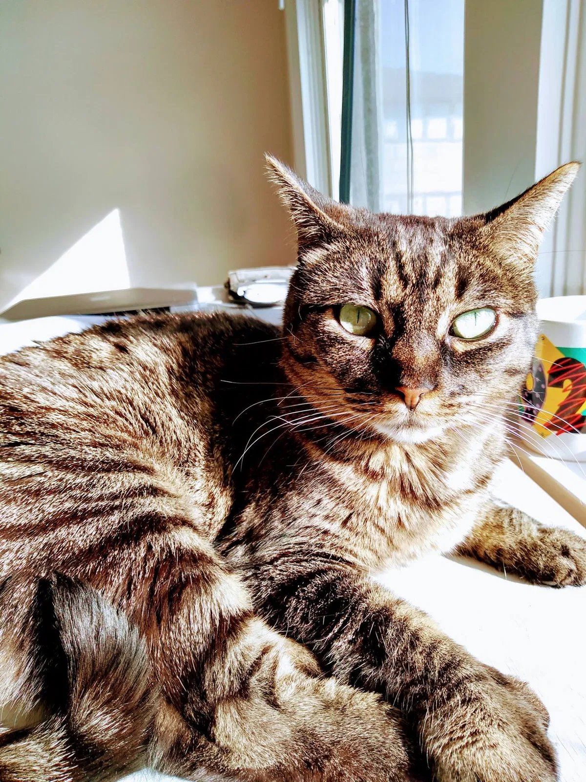 Lost cat in Portland, OR, 97212