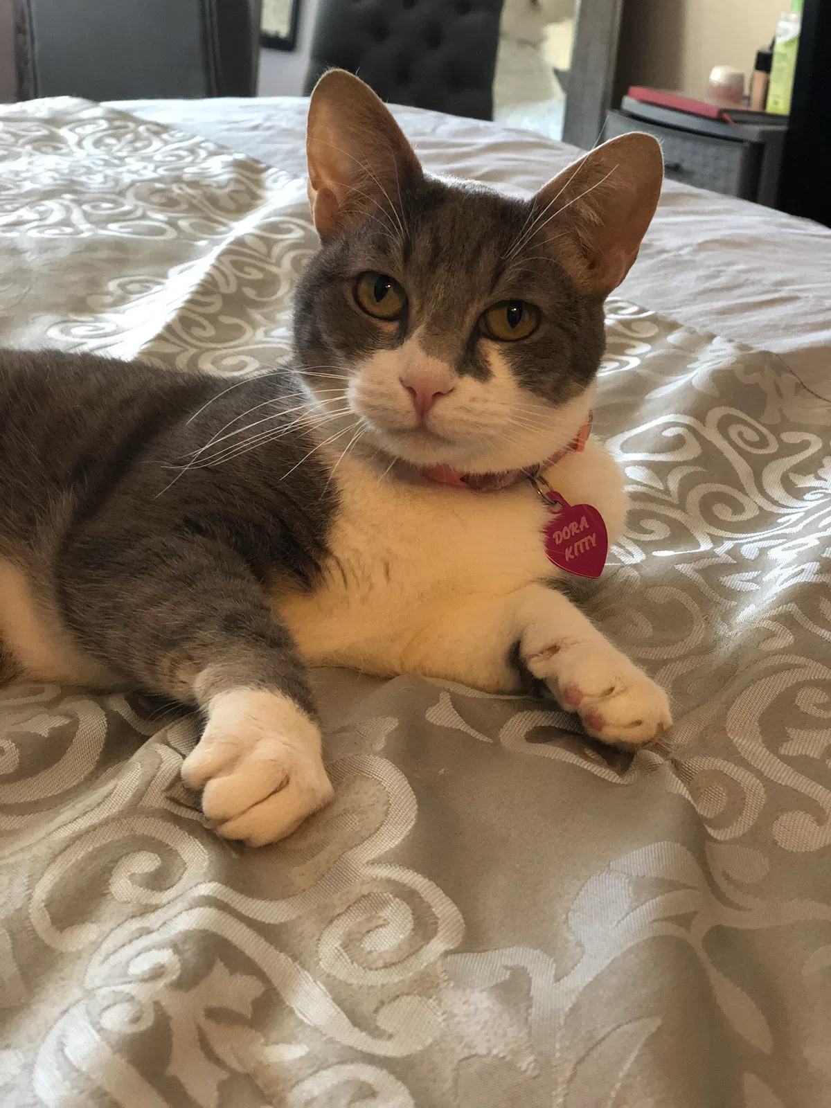 Lost cat in Mesa, AZ, 85207