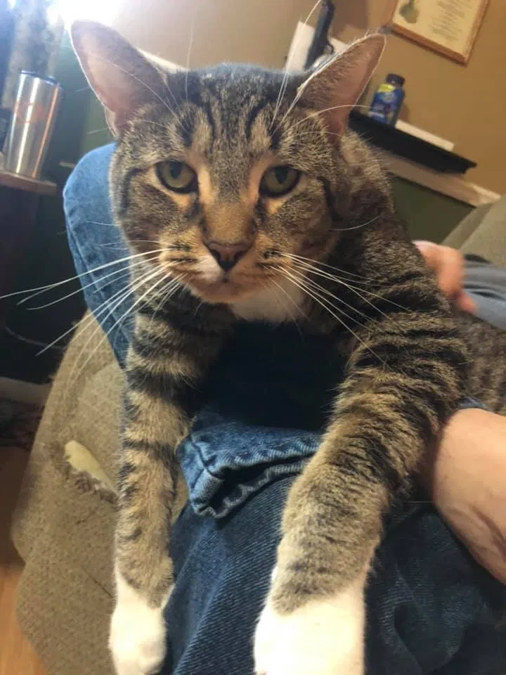 Lost cat in Indianapolis, IN, 46229