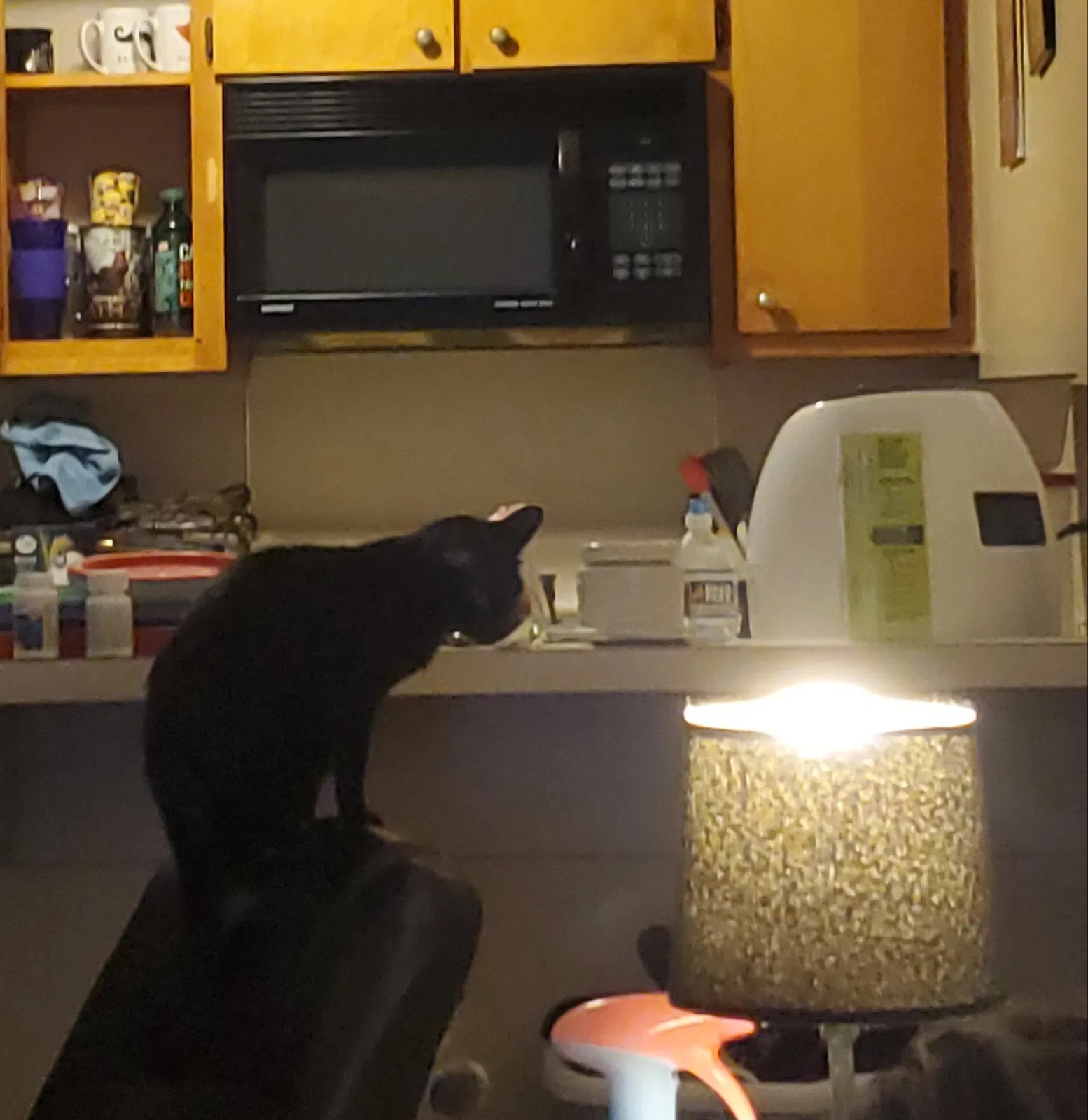Lost cat in Concord, NC, 28027