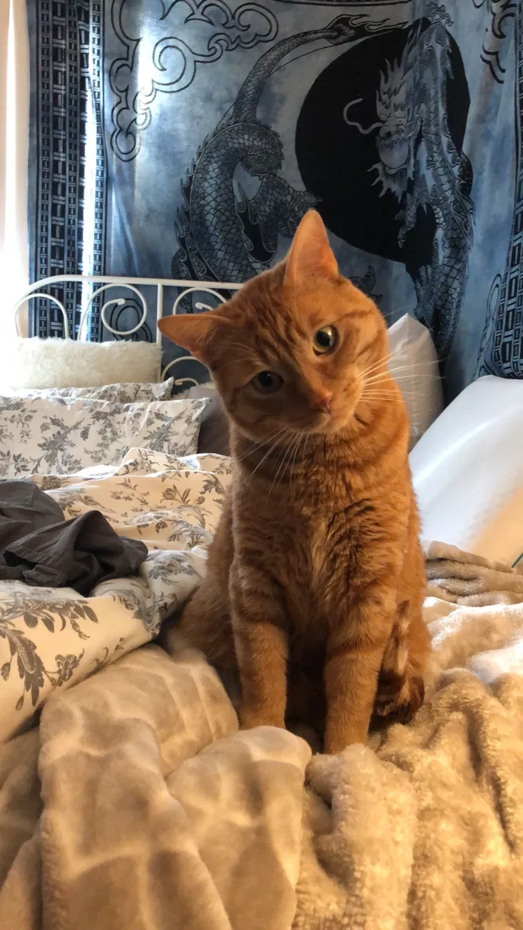 Lost cat in Bend, OR, 97701