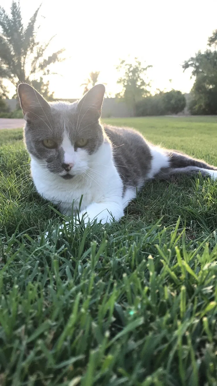 Lost cat in Scottsdale, AZ, 85260