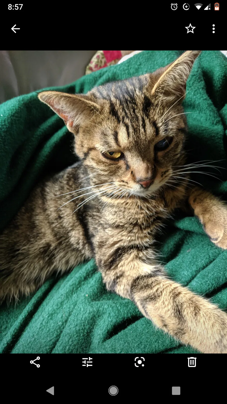 Lost cat in Joliet, IL, 60435