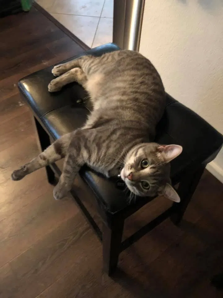 Lost cat in Aurora, CO, 80016