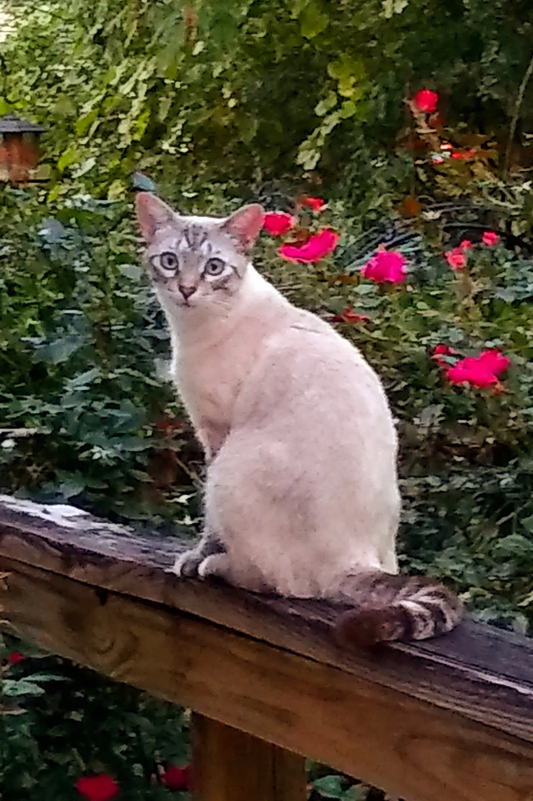 Lost cat in Auburn, AL, 36830