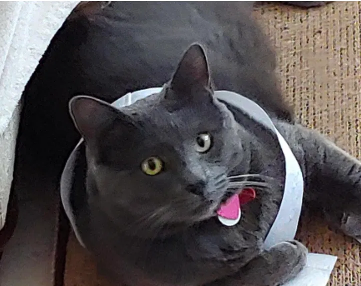 Lost cat in Surprise, AZ, 85379