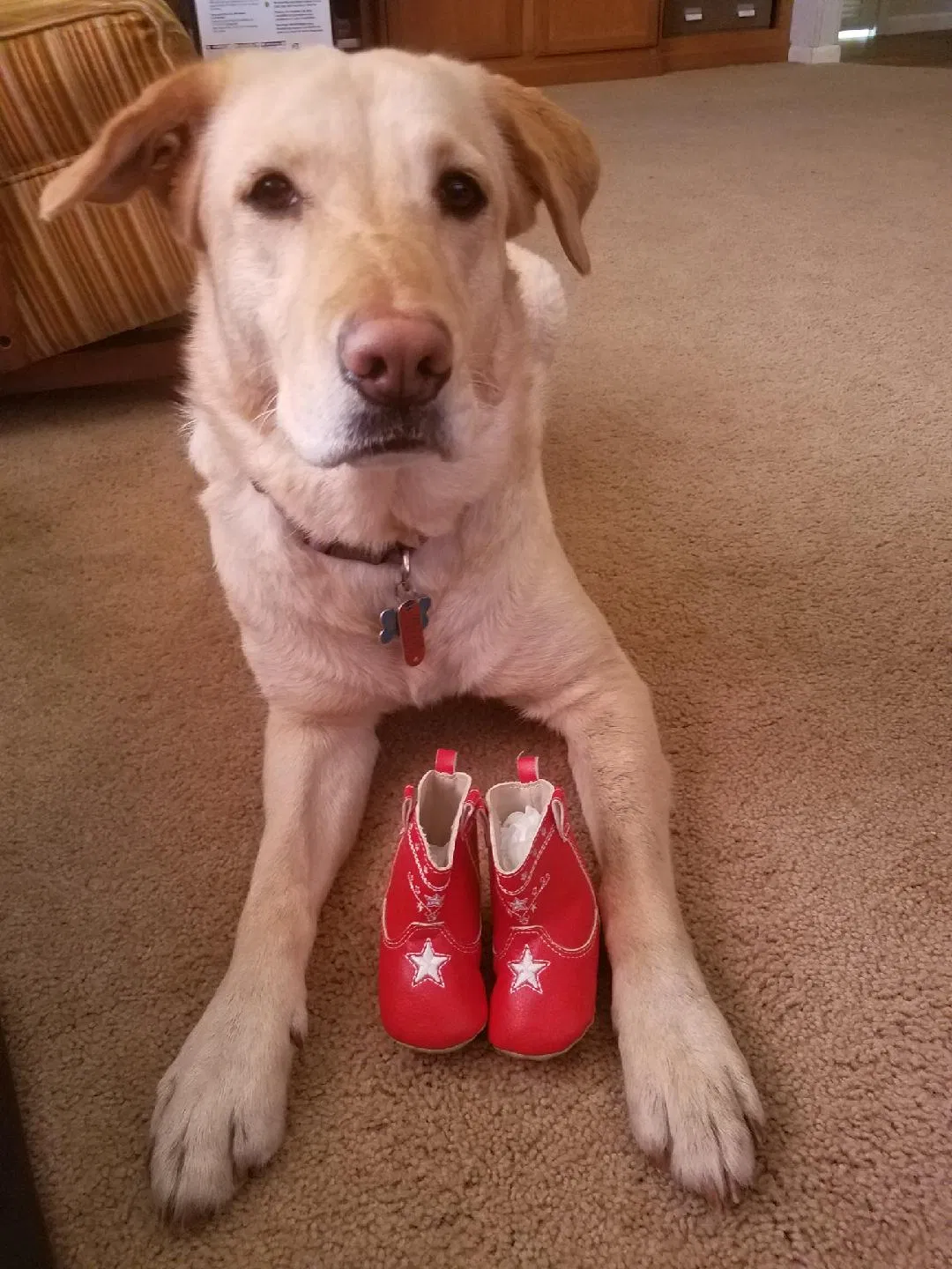 Lost dog in Raymore, MO, 64083