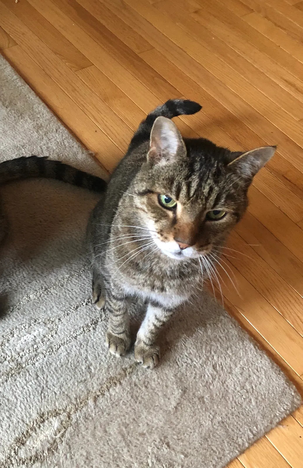 Lost cat in Nashua, NH, 3062