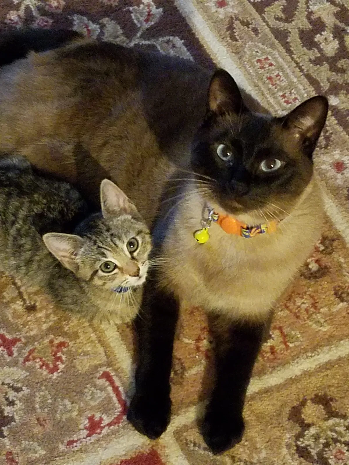 Lost cat in Palm Bay, FL, 32909