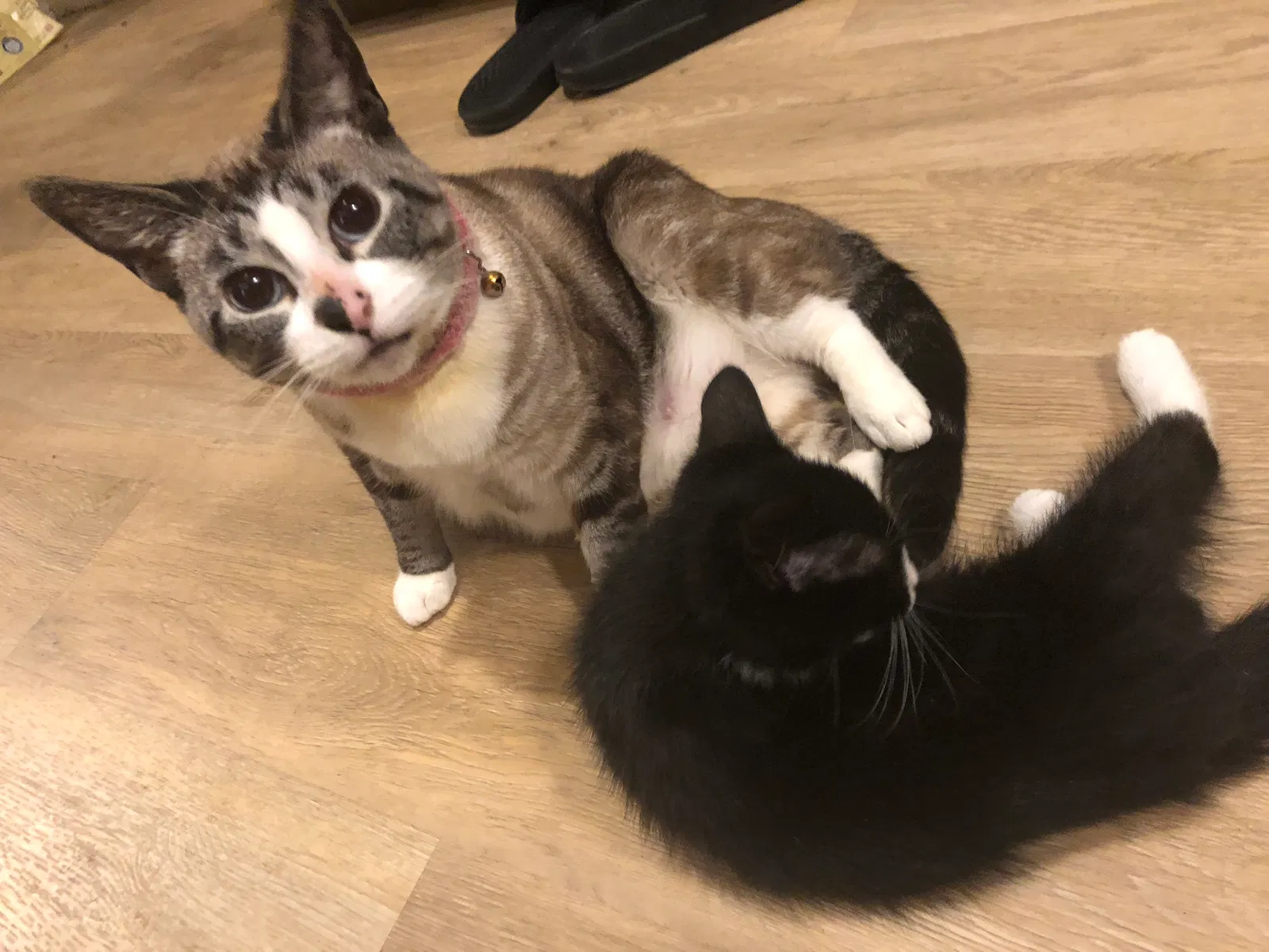 Lost cat in Troutdale, OR, 97060