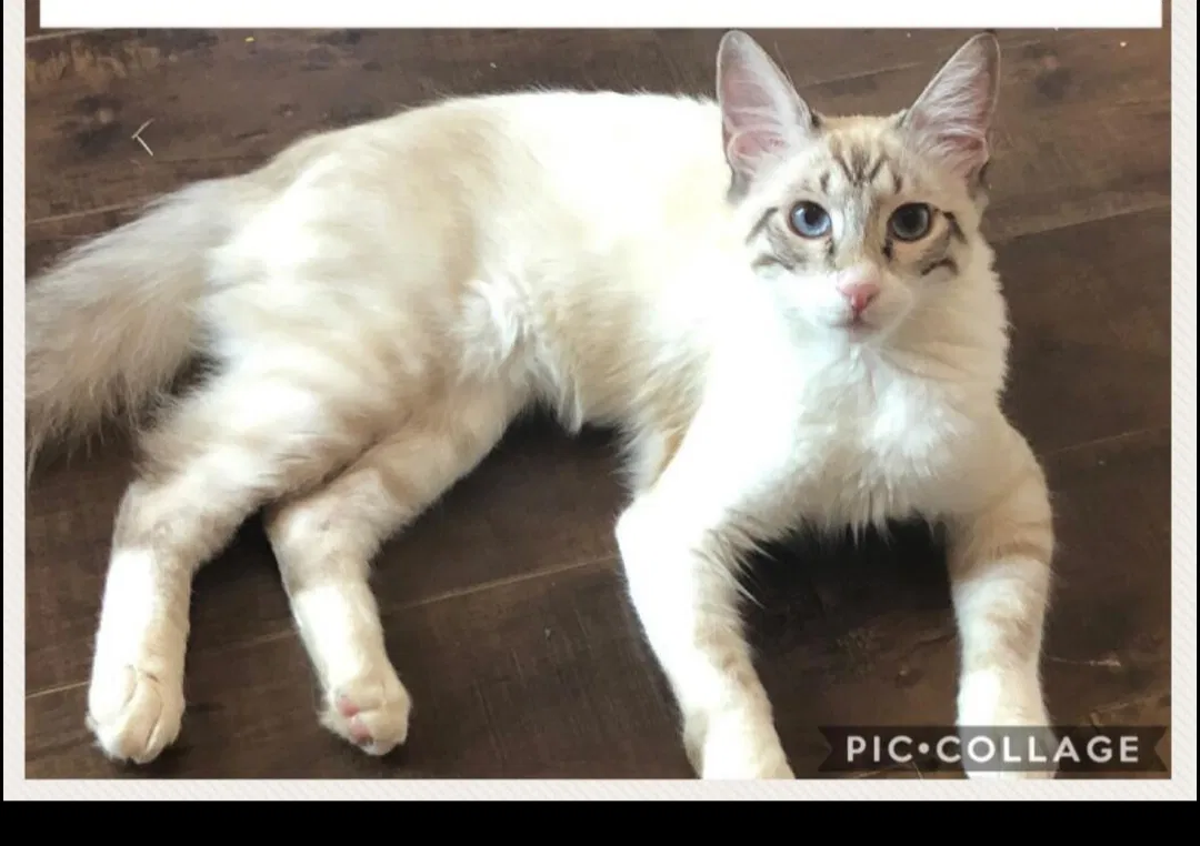 Lost cat in Scottsdale, AZ, 85254