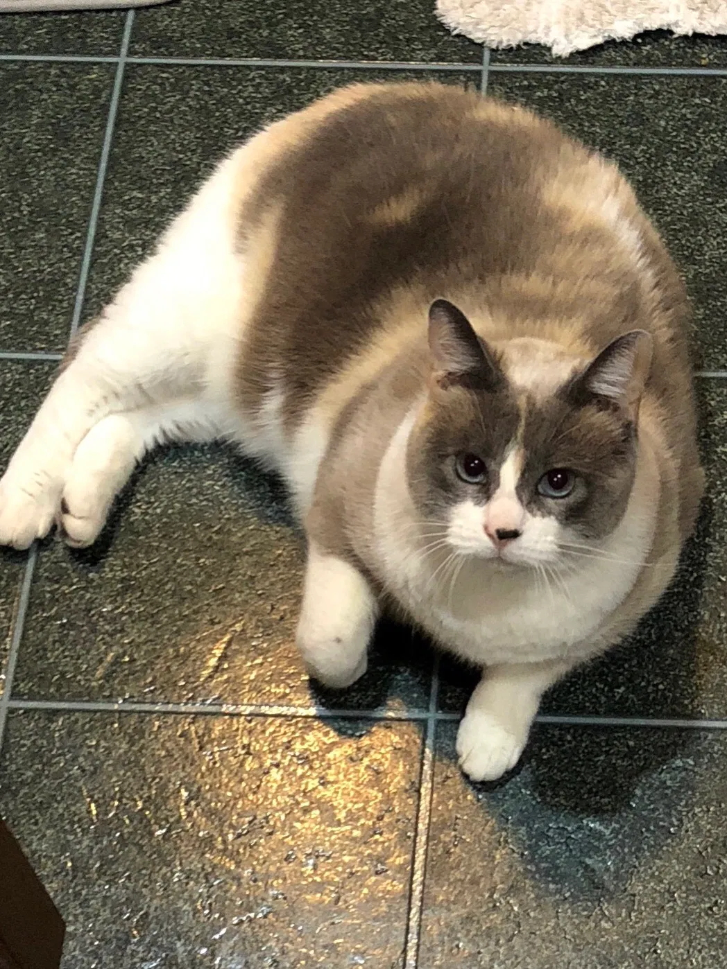 Lost cat in Austin, TX, 78753