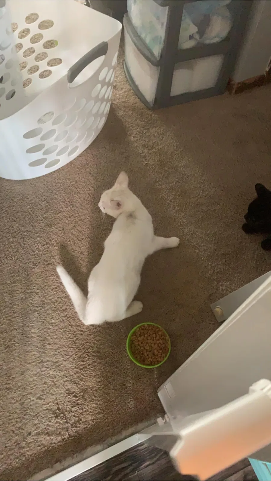 Found cat in Brownsburg, IN, 46112
