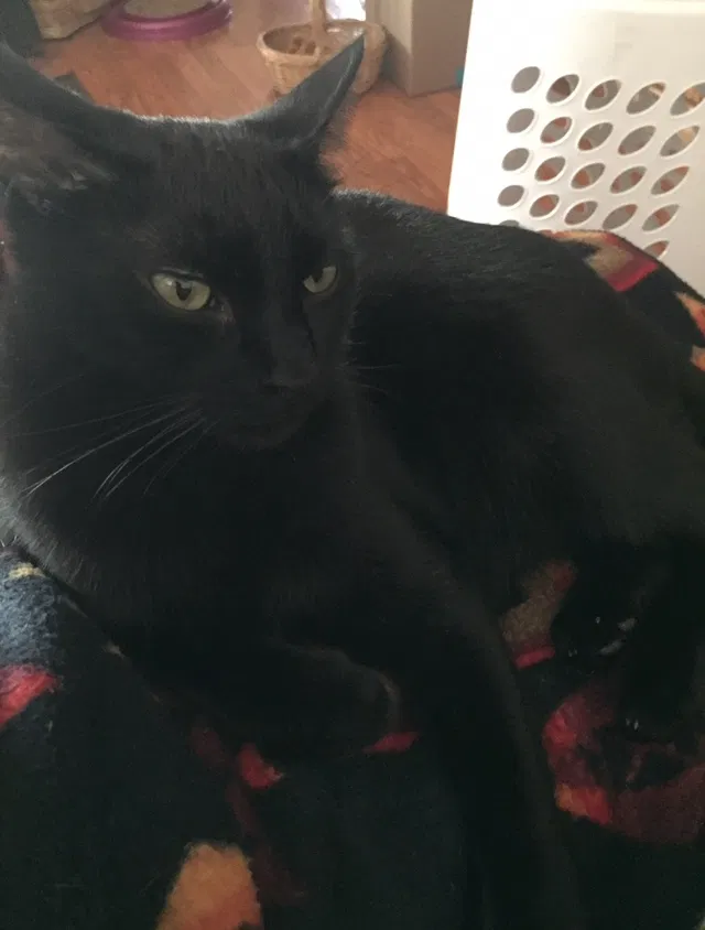 Lost cat in Dunnellon, FL, 34434