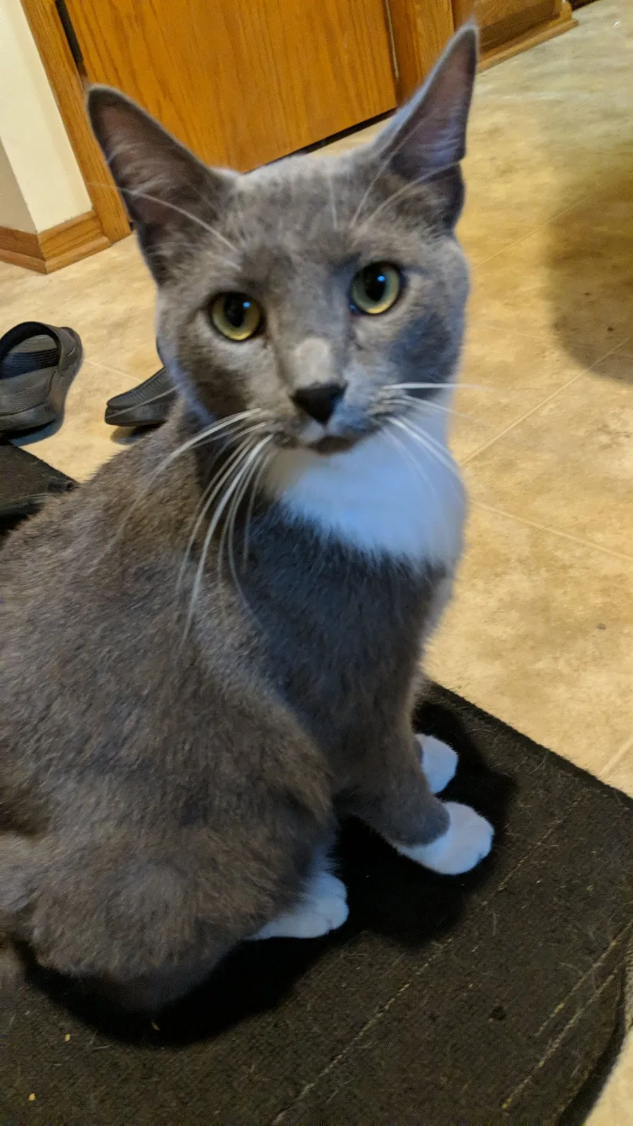 Lost cat in Chatfield, MN, 55923