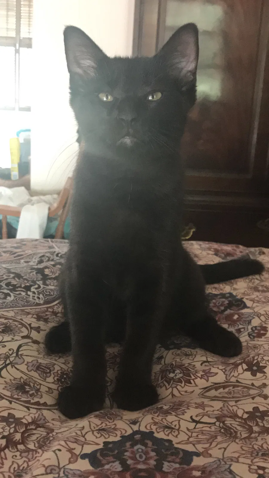 Lost cat in Charleston, SC, 29414