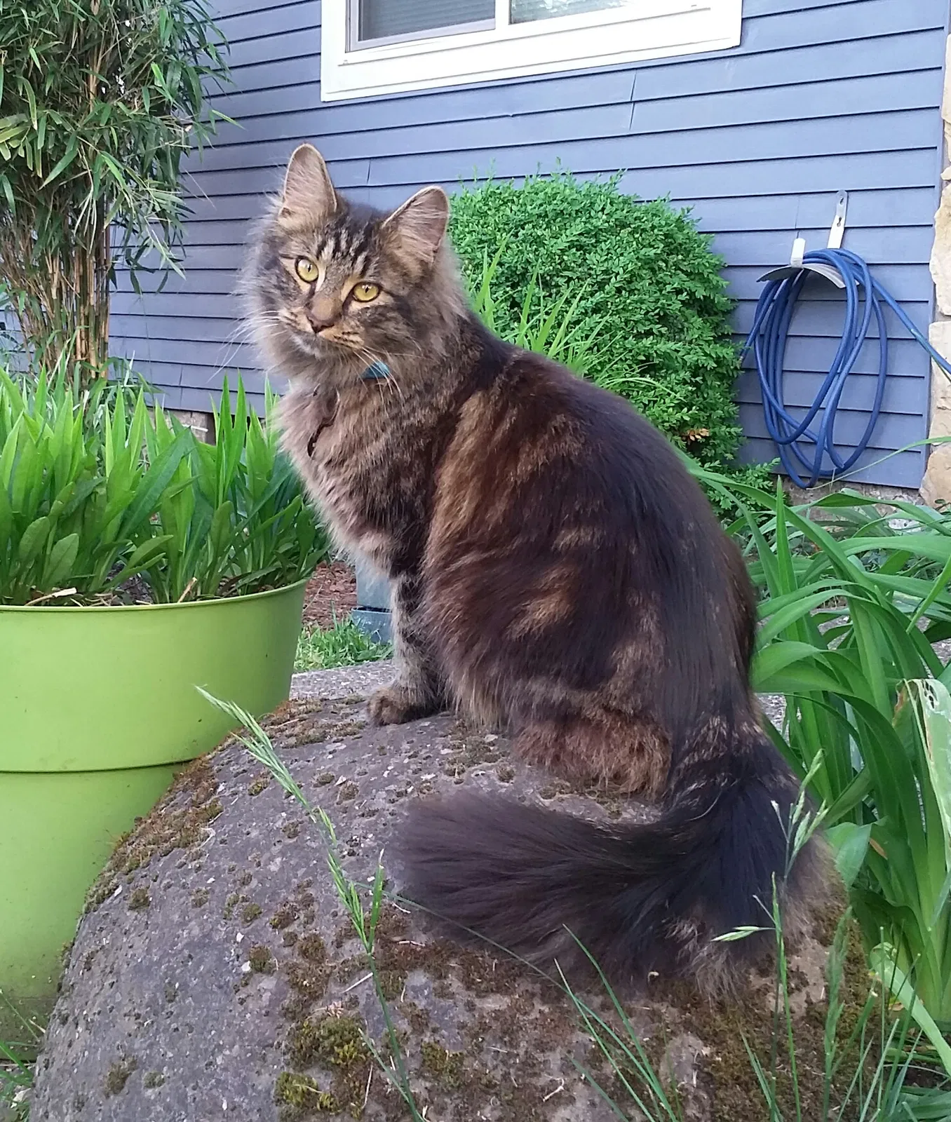 Lost cat in Troutdale, OR, 97060