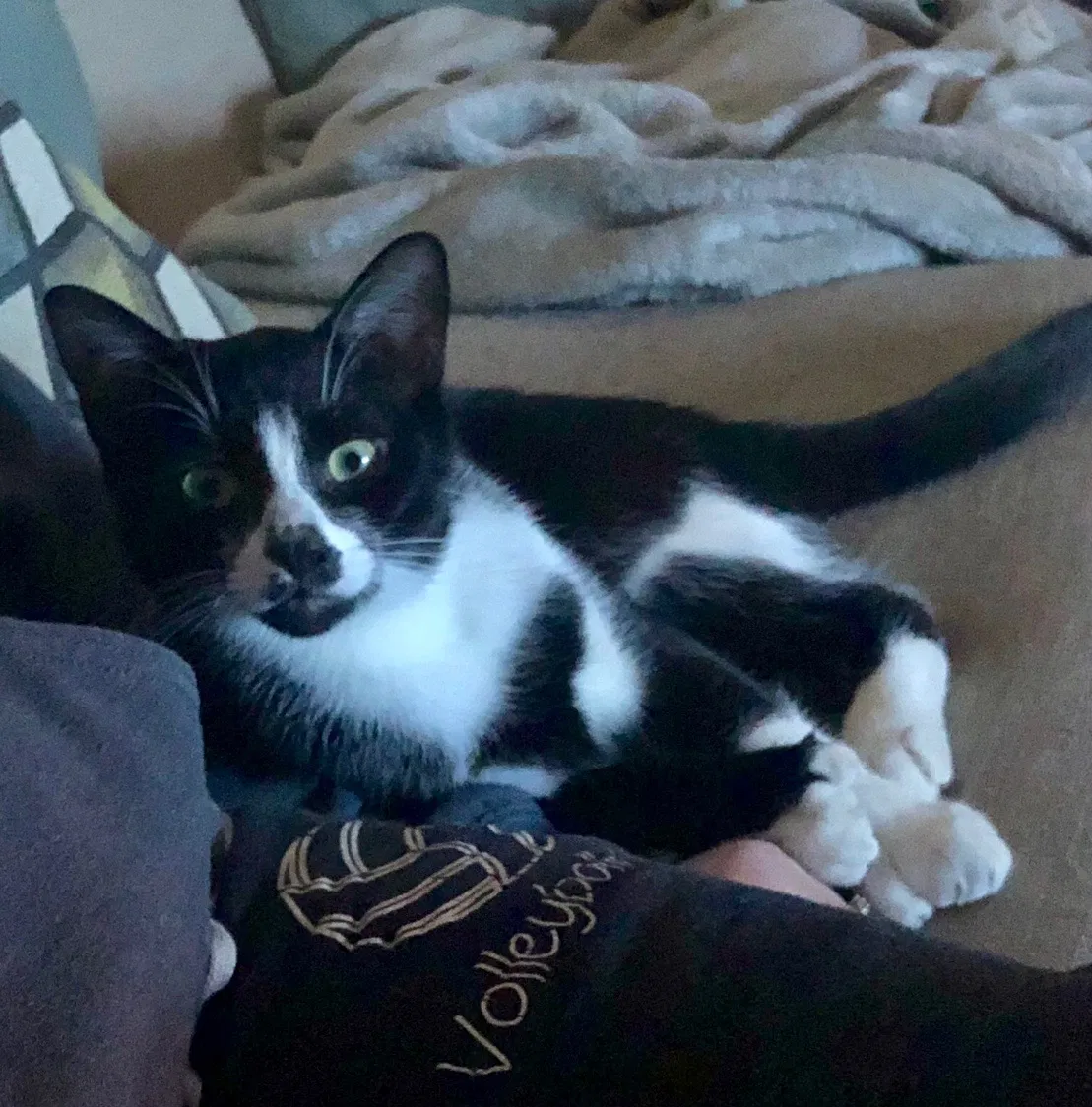 Lost cat in Stevensville, MI, 49127