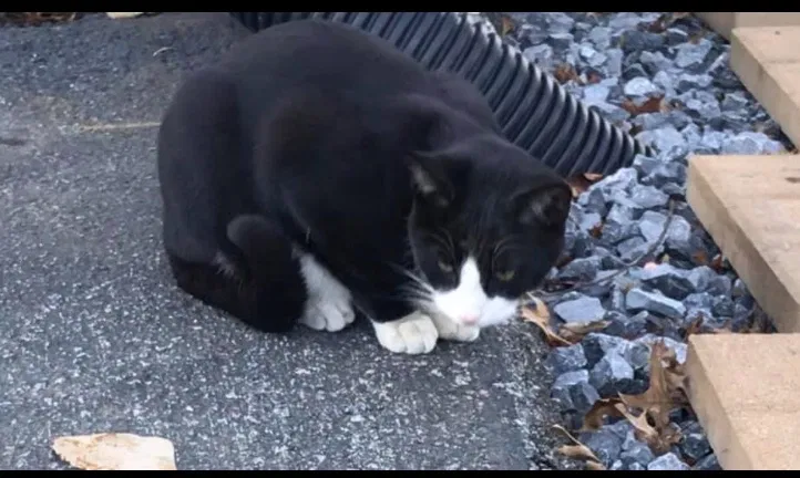 Lost cat in Gerrardstown, WV, 25420