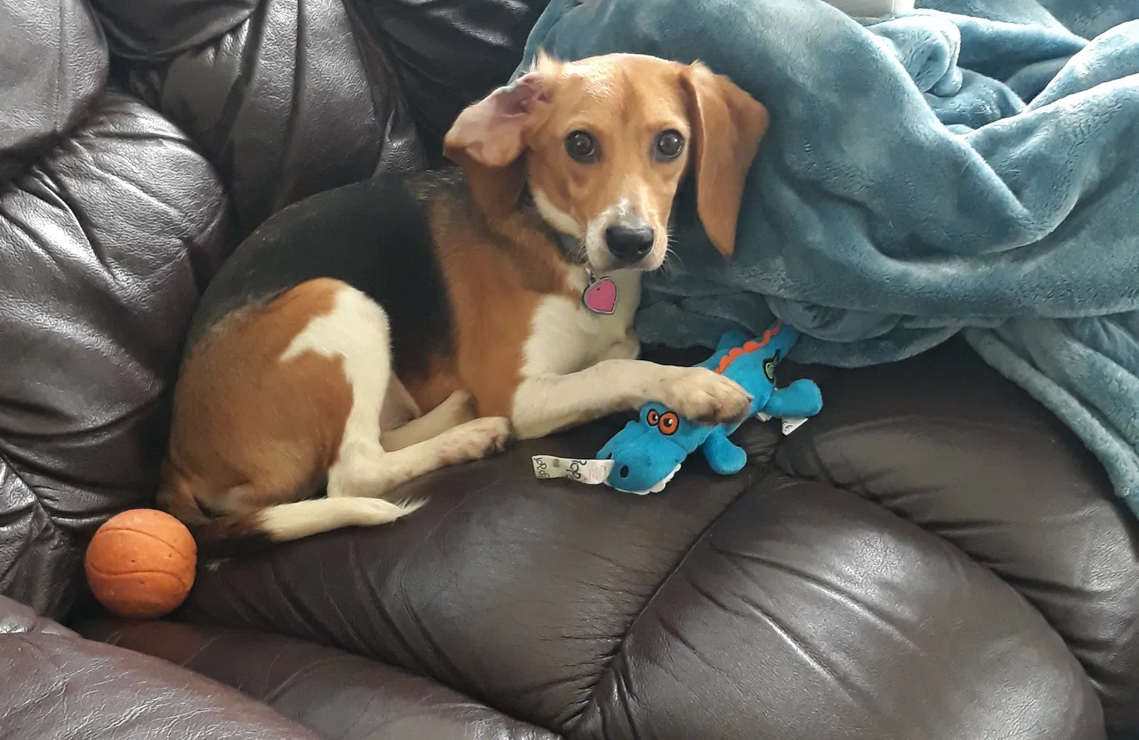Lost dog in Manhattan, KS, 66503