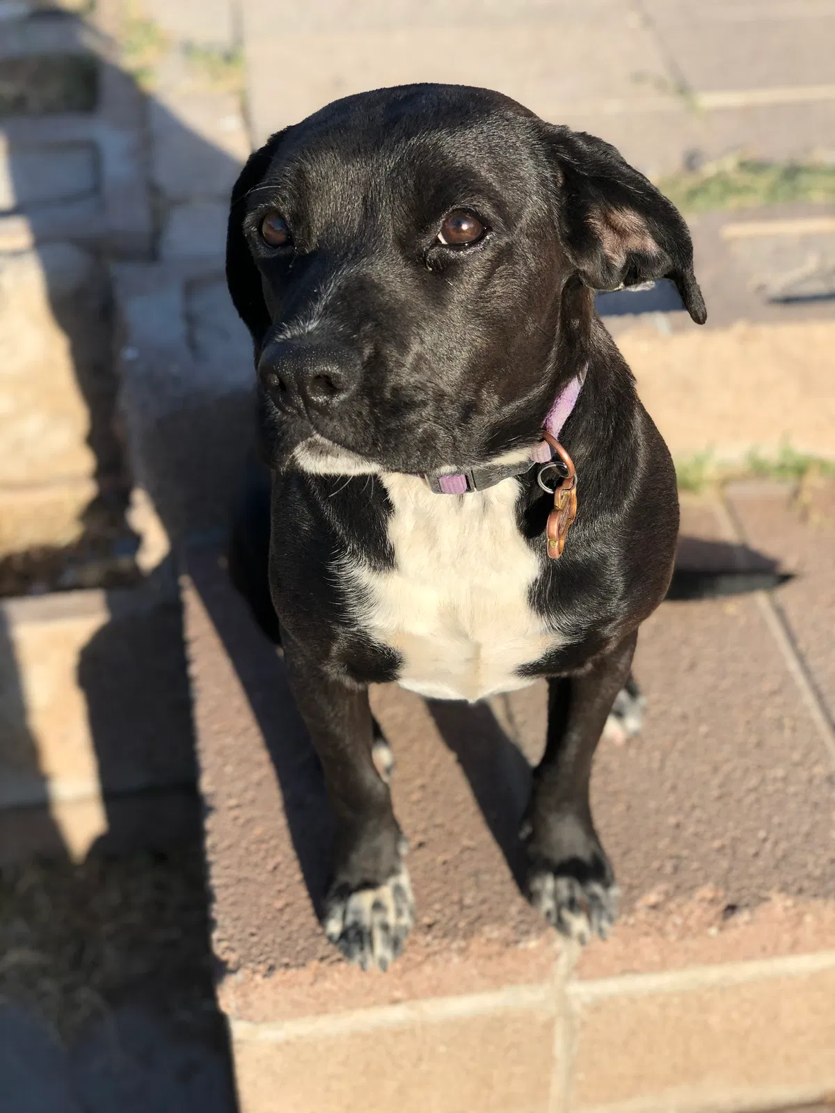 Lost dog in Tucson, AZ, 85756