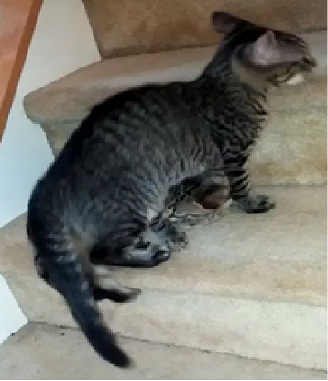 Lost cat in Indian Trail, NC, 28079