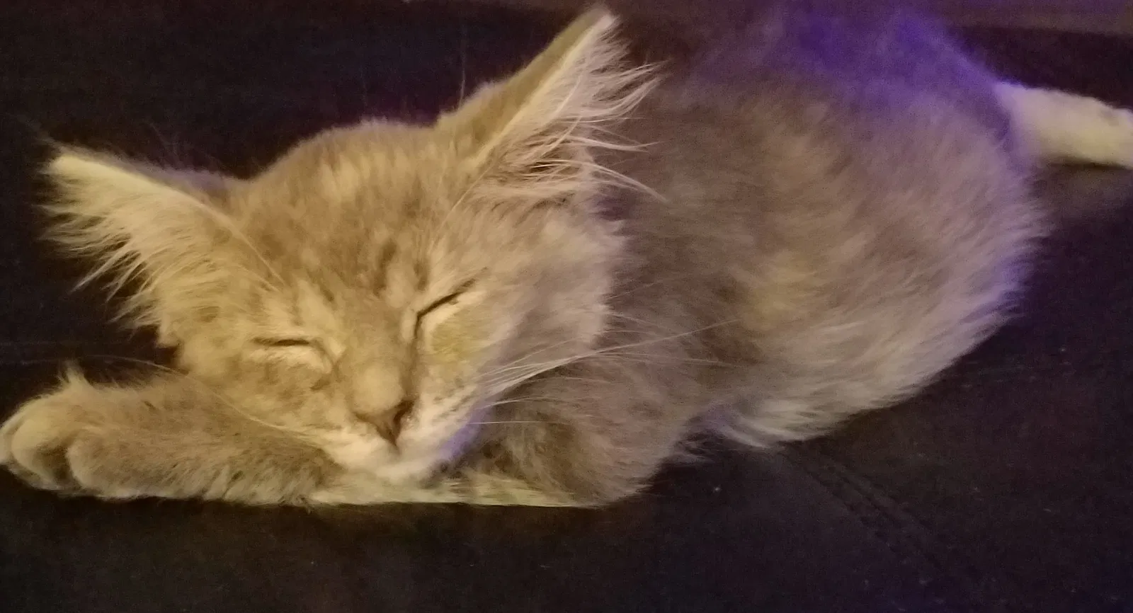 Lost cat in Tampa, FL, 33618