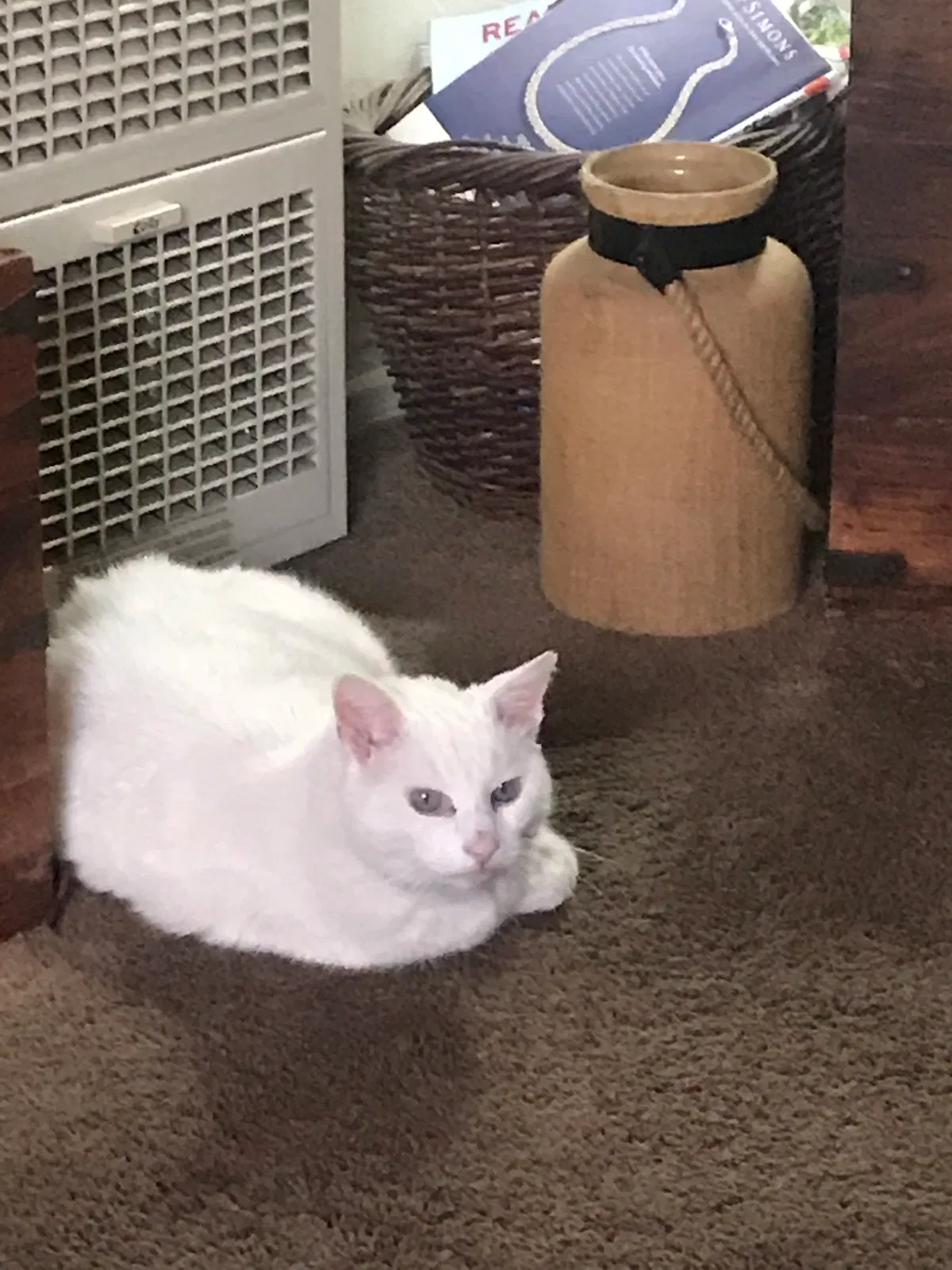 Lost cat in Huntington Beach, CA, 92648