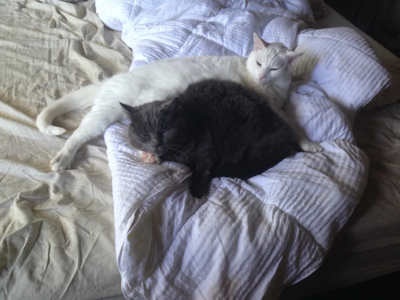 Lost cat in Huntington Beach, CA, 92648