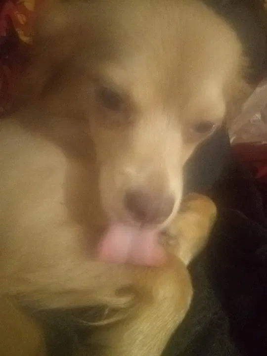 Lost dog in Garland, TX, 75041