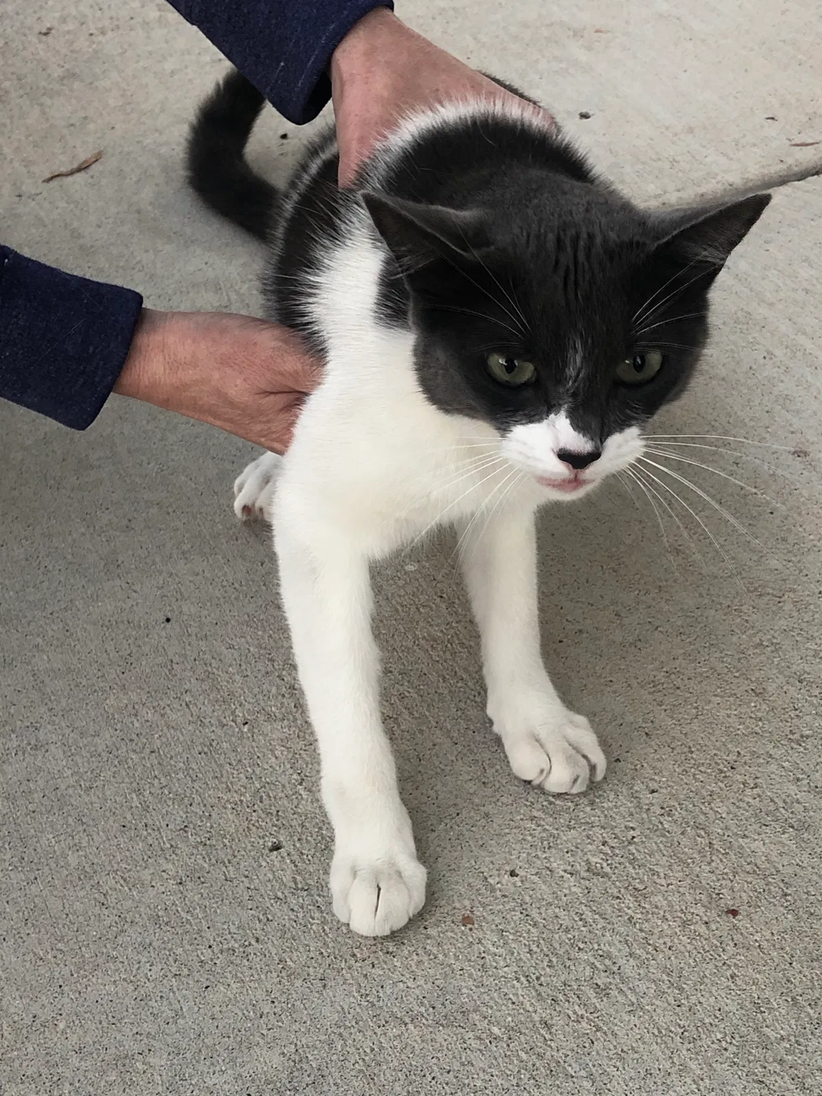 Found cat in La Jolla, CA, 92037