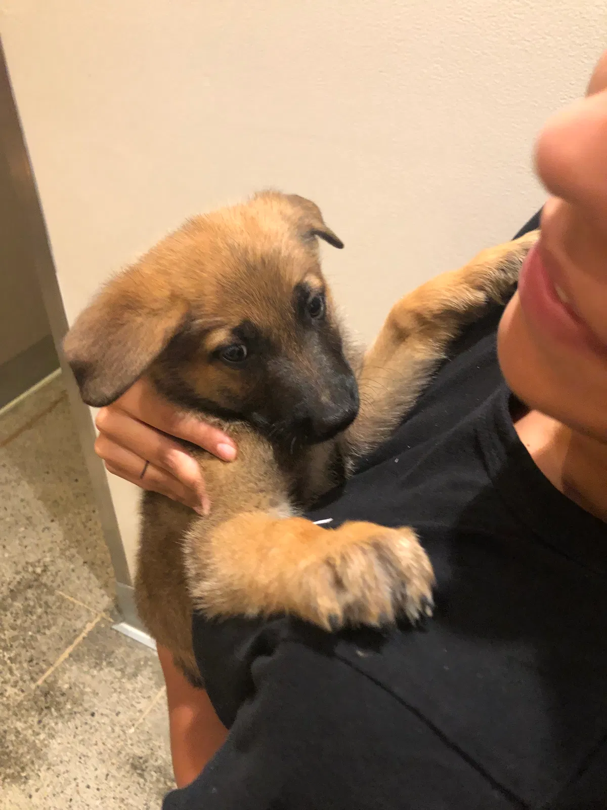 Lost dog in Anaheim, CA, 92801