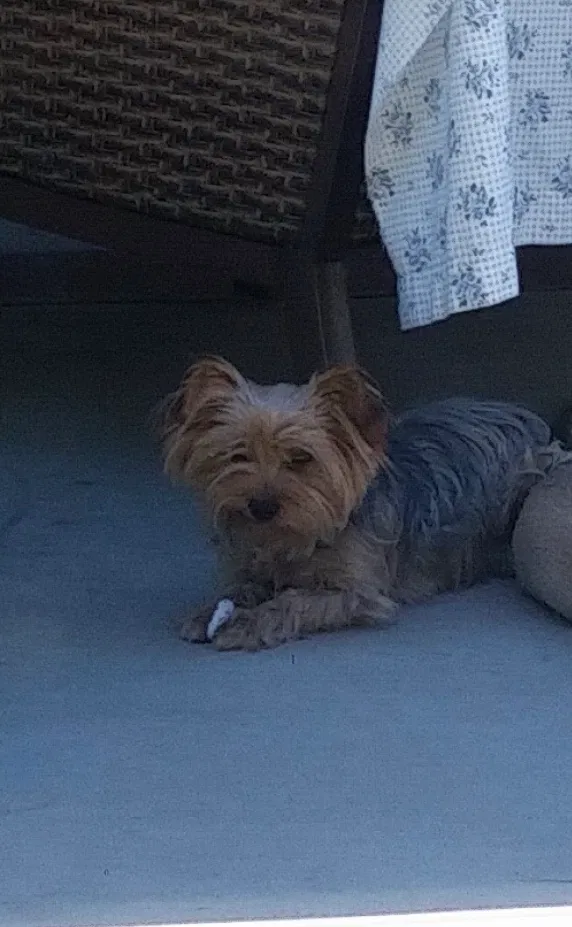 Lost dog in Fontana, CA, 92335