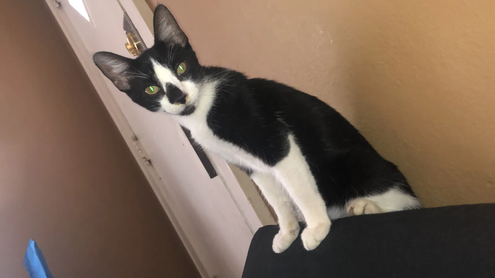 Lost cat in Tulsa, OK, 74120