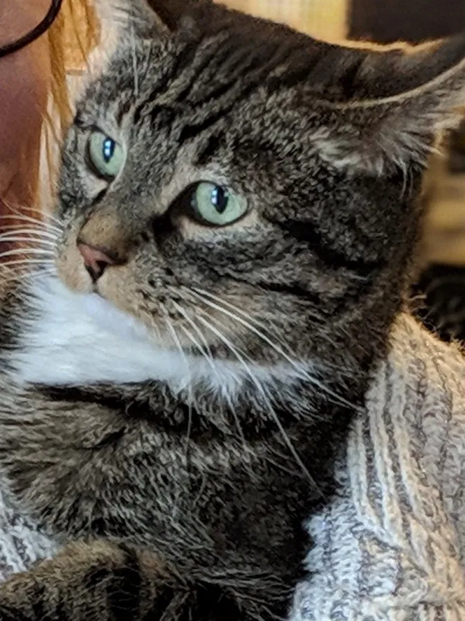 Lost cat in Parker, CO, 80134