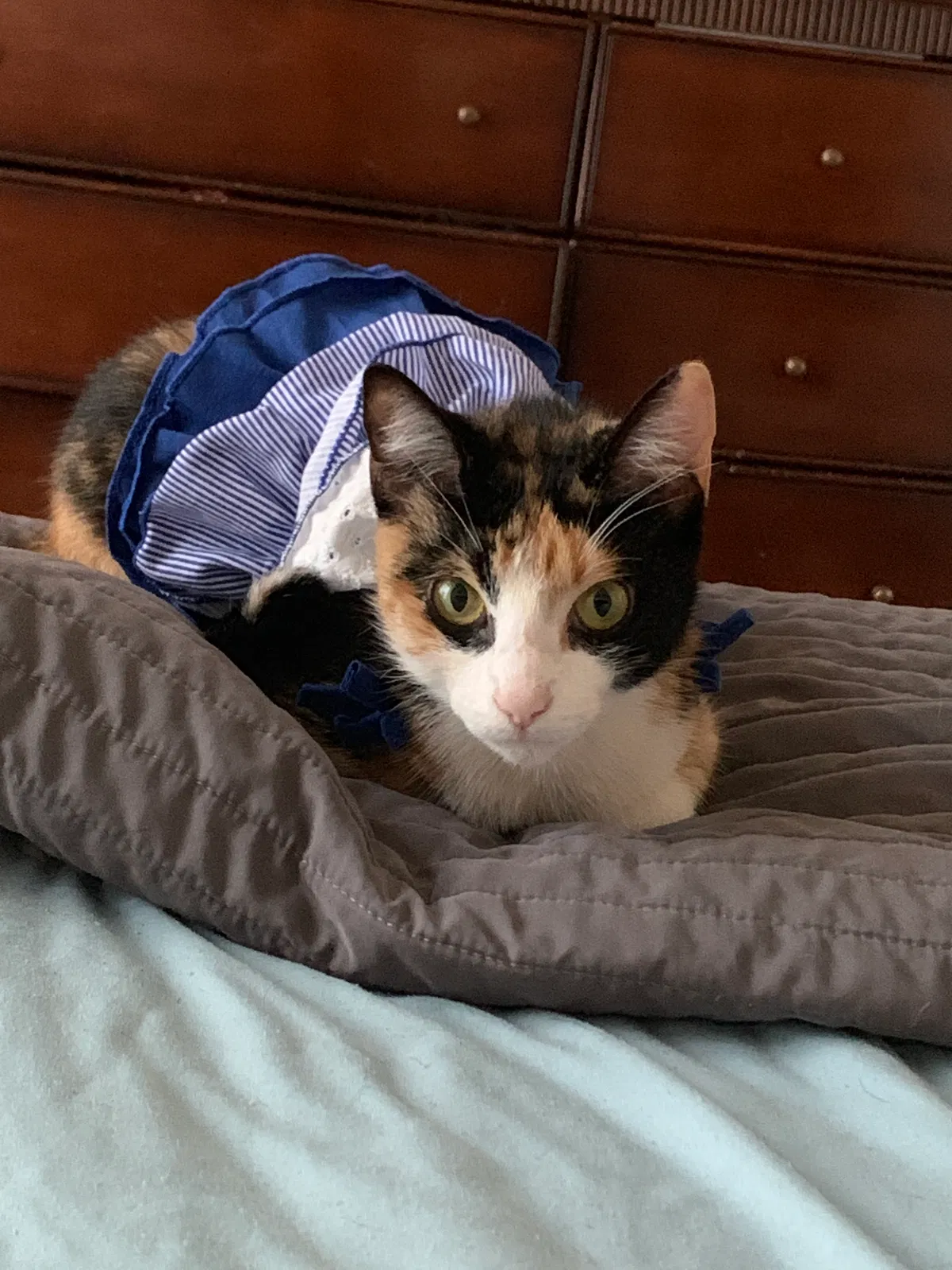 Lost cat in Katy, TX, 77449
