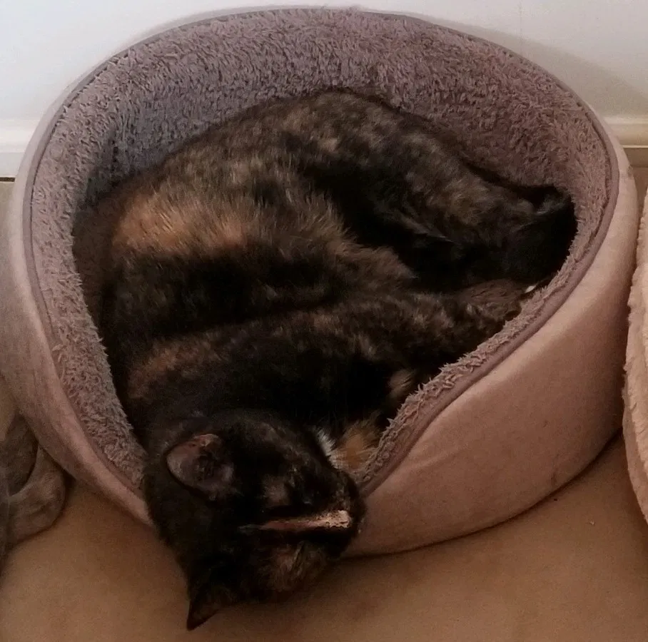 Lost cat in Manassas, VA, 20111