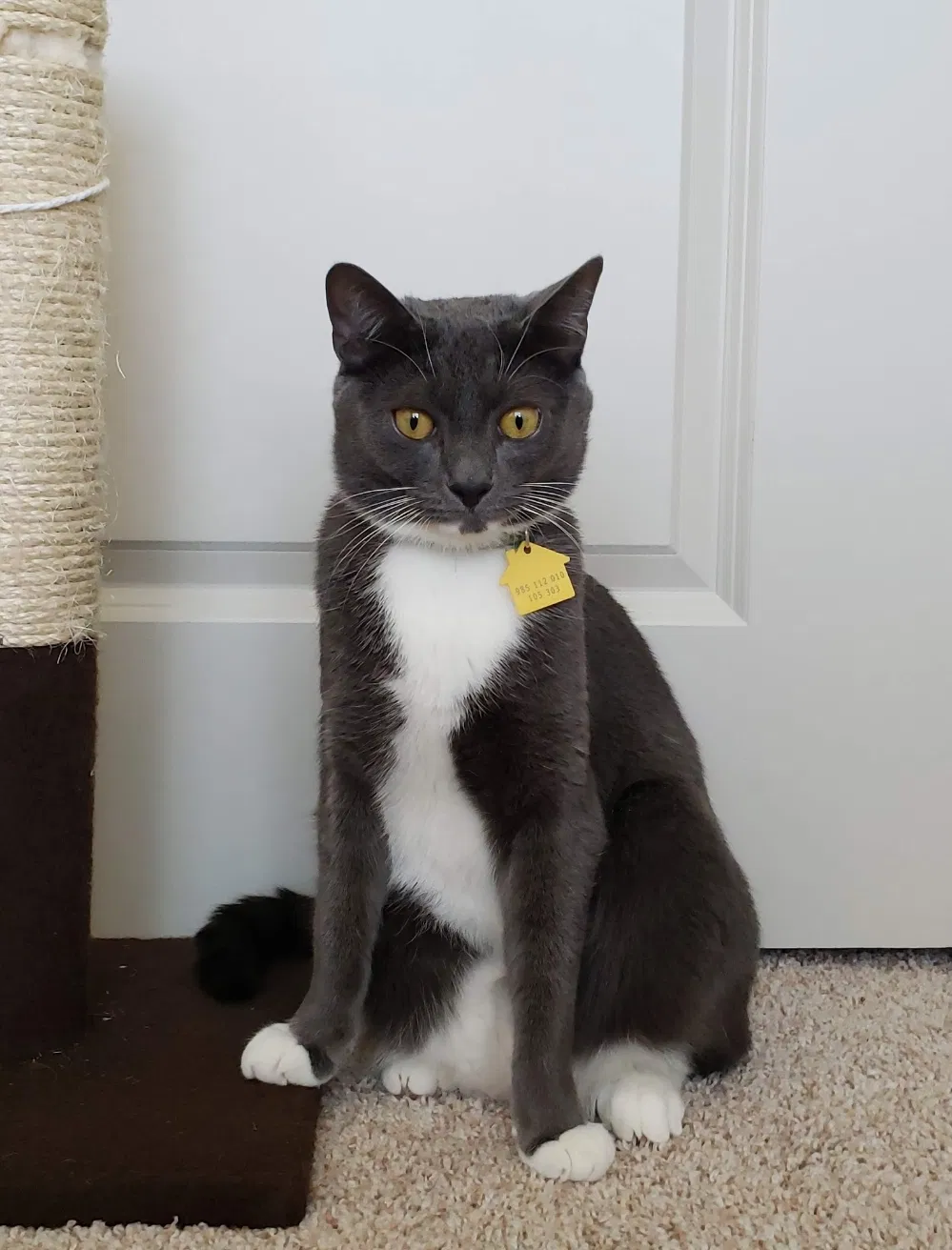 Lost cat in Sammamish, WA, 98074