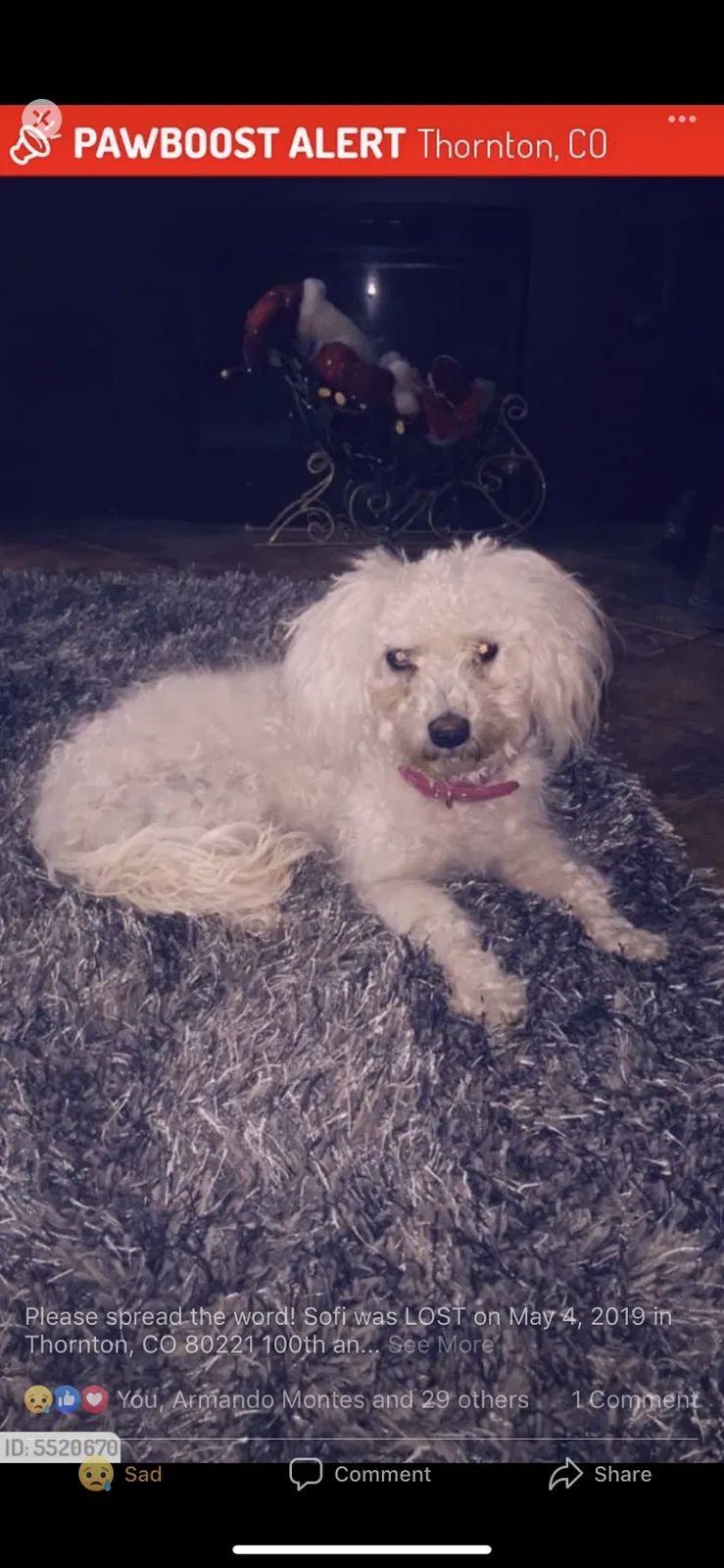 Lost dog in Denver, CO, 80229